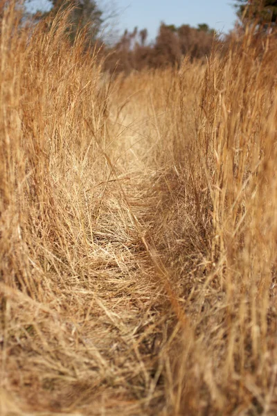 Widok Przez Suchą Trawę — Zdjęcie stockowe