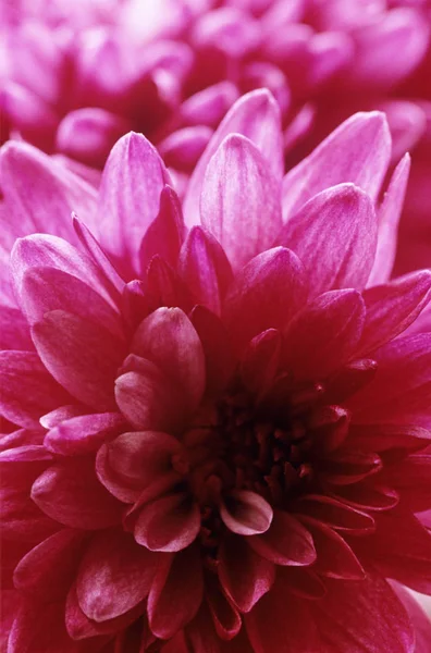 Close Chrysanthemum — Stock Photo, Image