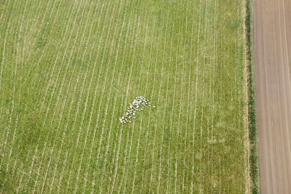 Aerial View Sheep Field — 스톡 사진