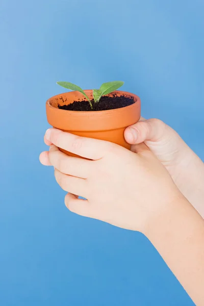 Child Holding Plant Pot — kuvapankkivalokuva
