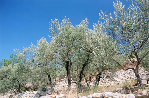 Olivolja Vid Les Baux Provence — Stockfoto
