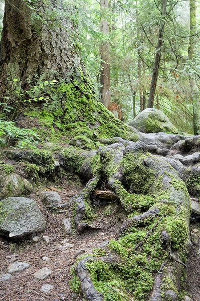 Ormanda Gün Işığında Ağaç — Stok fotoğraf