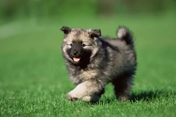 Puppy Green Grass — Stock Photo, Image