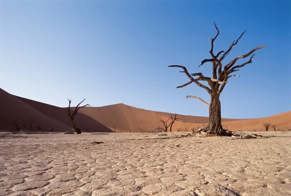 Bare bomen in de woestijn — Stockfoto