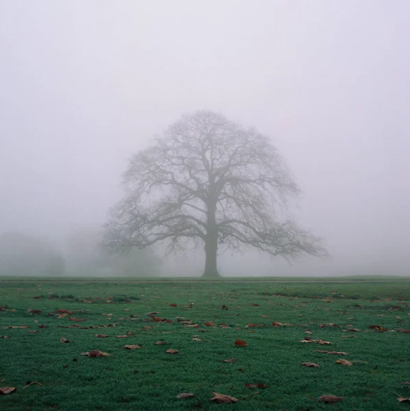 Sisteki Ağaç — Stok fotoğraf