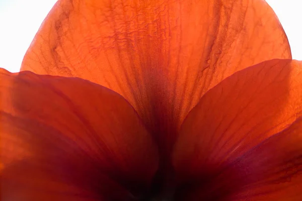 Kırmızı Çiçek Kapat — Stok fotoğraf