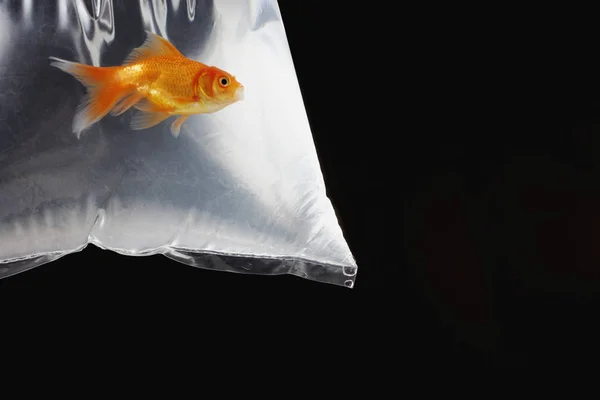 Goldfisch in Plastiktüte — Stockfoto