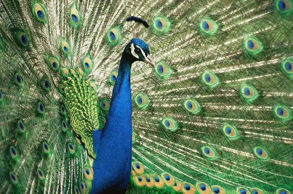 Peacock Ukazuje Peří Zblízka — Stock fotografie