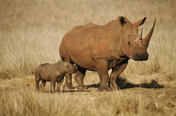 코뿔소와 — 스톡 사진