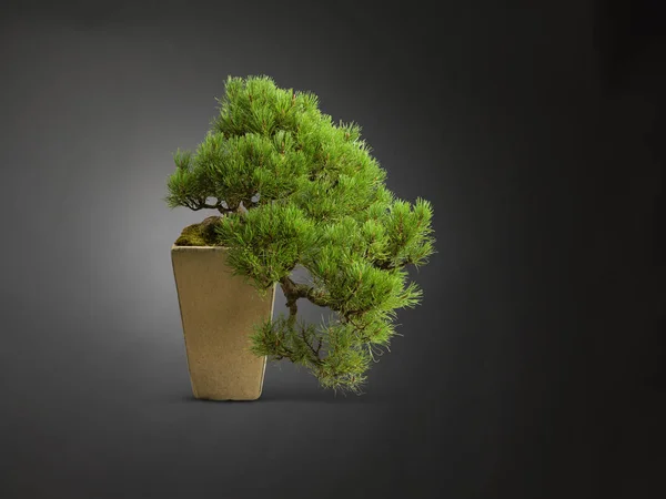 Studioaufnahme Eines Bonsai Baumes Hohen Pflanztopf — Stockfoto