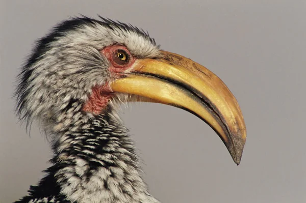 Hornbill Jižní Žlutou Barvou — Stock fotografie