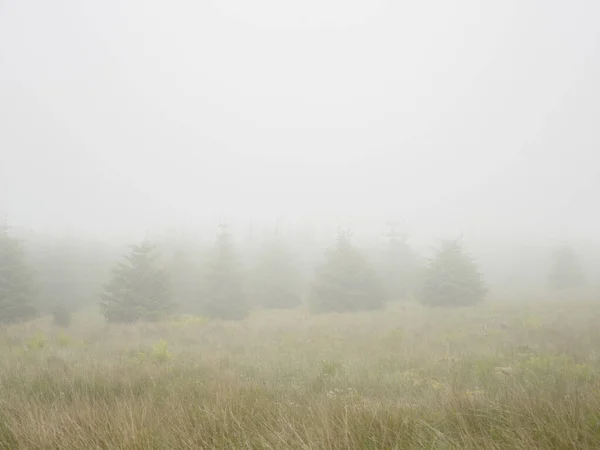 Árvores Natal Neblina Escura Sutherland Escócia — Fotografia de Stock