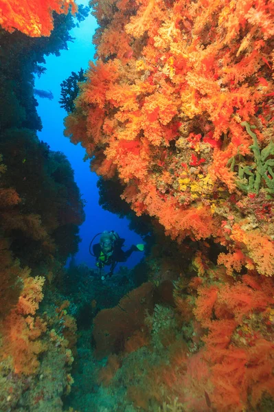 Buceador Nadando Arrecife Coral — Foto de Stock