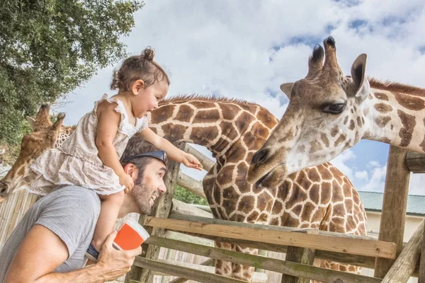 Menina Bebê Nos Ombros Dos Pais Alimentando Girafas Zoológico — Fotografia de Stock