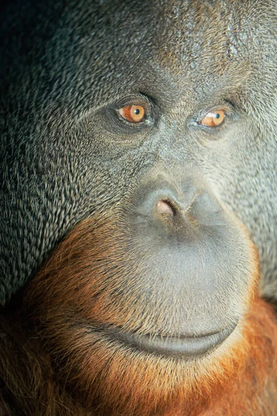 Orangutan Mirando Hacia Otro Lado Cierra — Foto de Stock