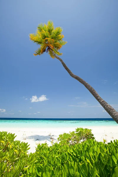 Isola Baughagello Atollo Huvadhu Meridionale Maldive — Foto Stock