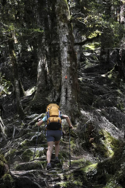 ニュージーランドの森で女性のハイキング — ストック写真