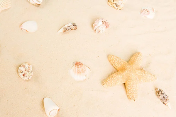 Starfish Shells Sand — ストック写真
