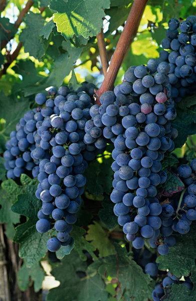 Cabernet Sauvignon Üzümleri Yaklaşın — Stok fotoğraf