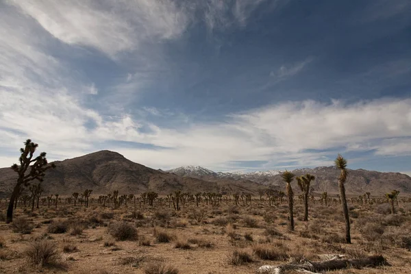 Deserto del Mojave, California, USA — Foto Stock
