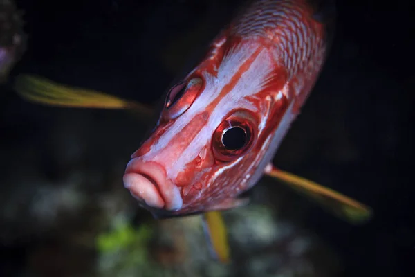 Underwater View Sargocentron Diadema Crown Squirrelfish Palmerston Atoll Cook Islands — Stock Photo, Image