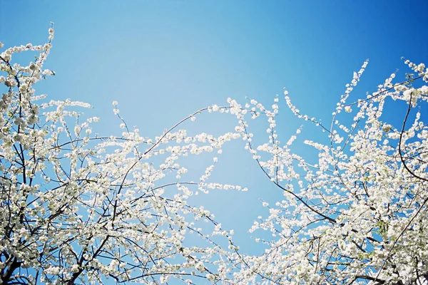 Florece Árbol — Foto de Stock