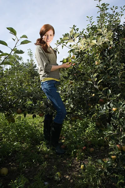 Mujer Joven Recogiendo Manzanas Frescas — Foto de Stock