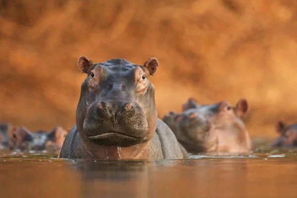 Portrait Hippopotame Hippopotame Amphibie Gros Plan Parc National Mana Pools — Photo
