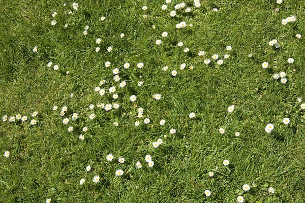 Daisies Grass — Stock Photo, Image