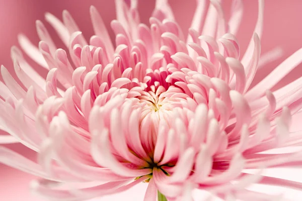 Chrysanthemum Flower Close — Stock Photo, Image