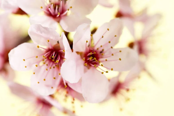 Fiore Biancospino Vicino — Foto Stock