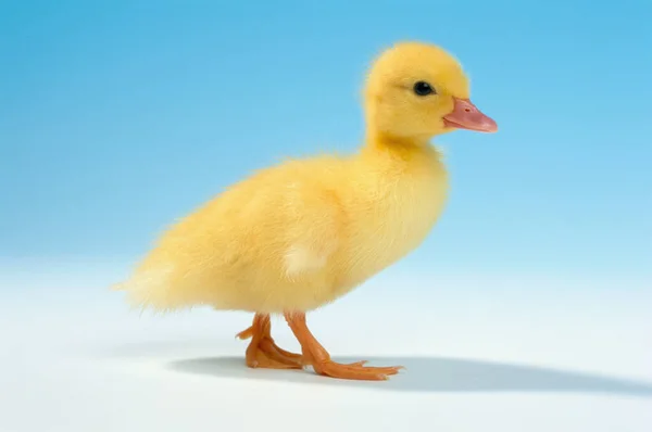 Duckling White Background — Stock Photo, Image