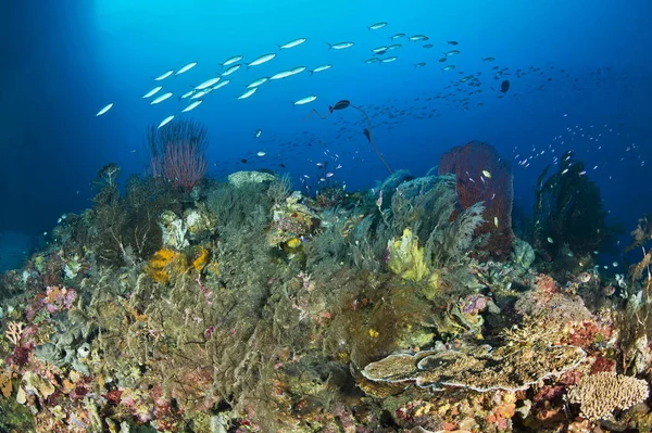 Peces Sobre Coral Nusa Roviana Munda Nueva Bretaña Islas Salomón — Foto de Stock