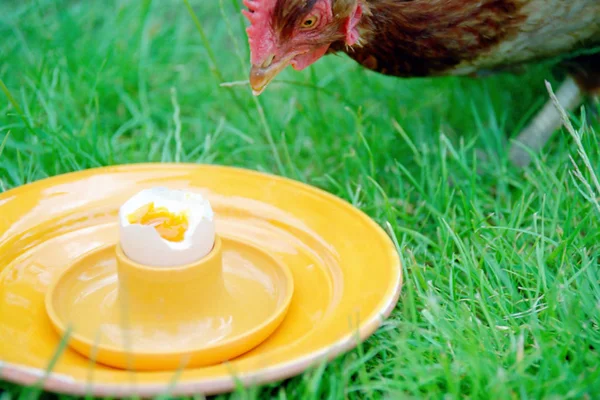 Pollos Que Comen Huevos Hervidos Blandos — Foto de Stock