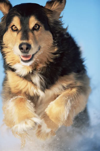 Cão Correndo Neve — Fotografia de Stock