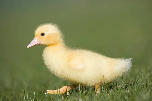 Jedno Kachňátko Trávě — Stock fotografie