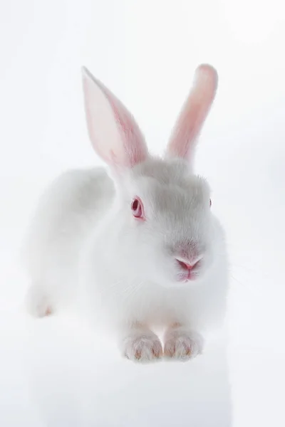 Білий Кролик Над Білим Тлом — стокове фото