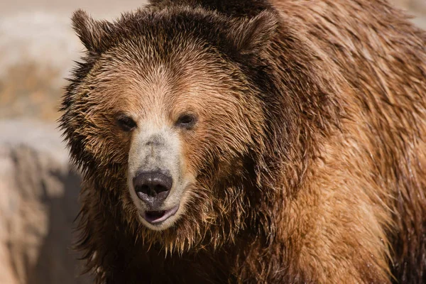 Grizzlybär Geht Aus Nächster Nähe — Stockfoto