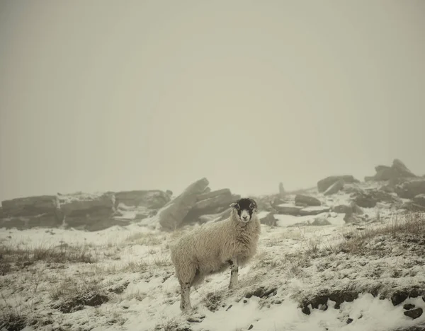 Sheep Snow Swaledale Yorkshire England — ストック写真