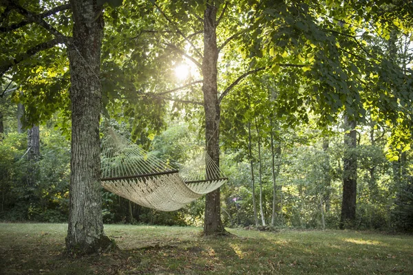 Hamac Suspendu Deux Arbres — Photo