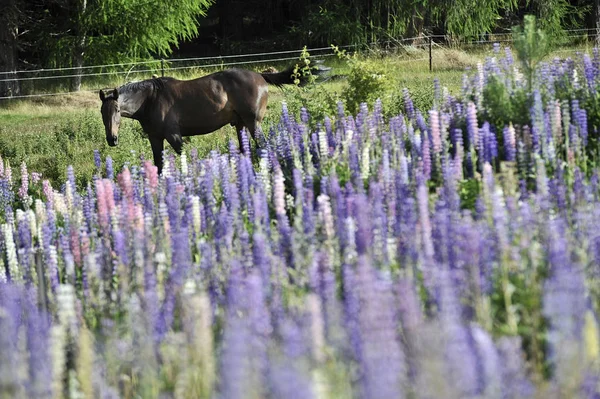 Cavalo Campo Com Flores Silvestres — Fotografia de Stock