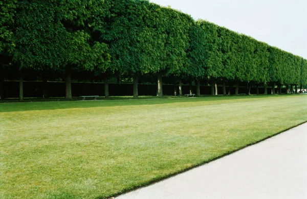 Hedges Green Lawn — Stock Photo, Image