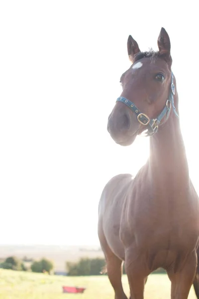 Cavalo Campo — Fotografia de Stock