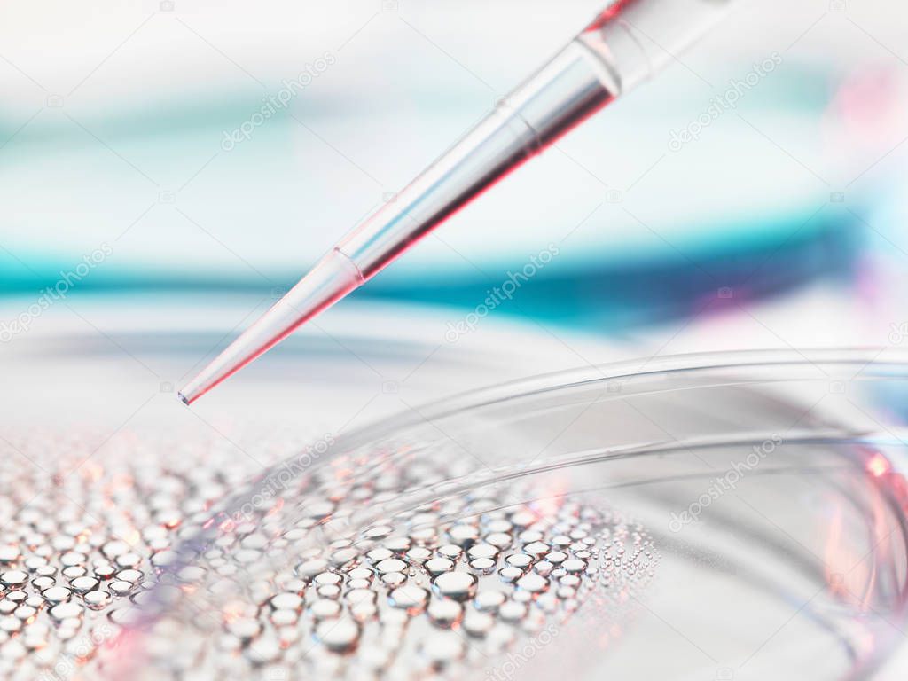 Stem cell research, pipetting sample into petri dish containing stem cells for medical research
