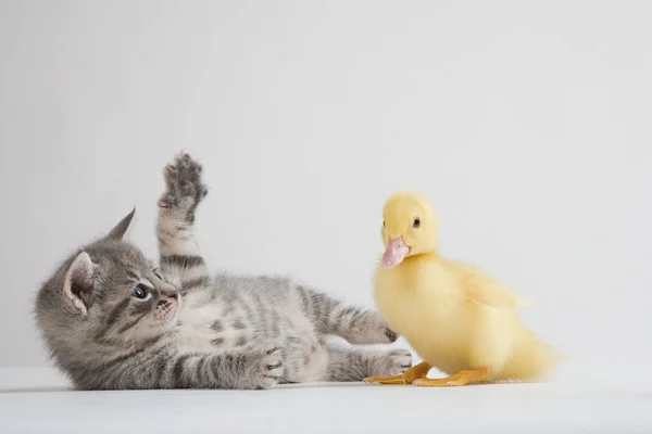 Kätzchen Und Entlein Studioaufnahme — Stockfoto