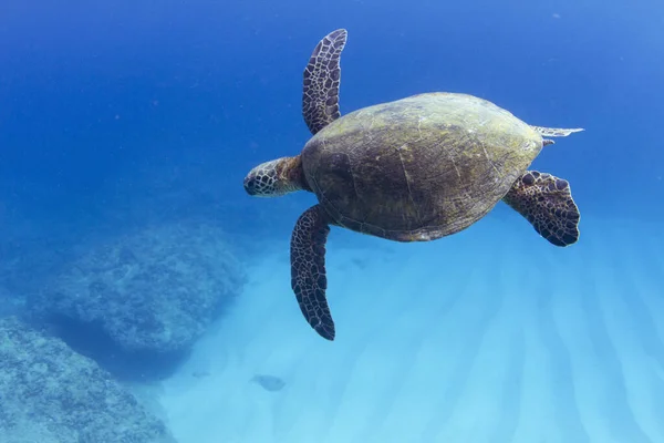 수중에서 수영하는 거북의 하와이 — 스톡 사진