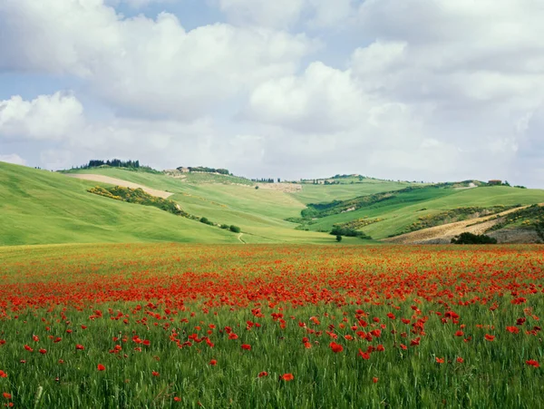 Poppy Field Tuscany — Stock Photo, Image