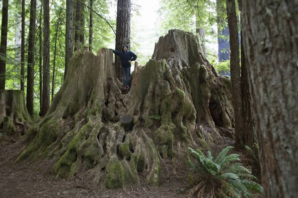 Boy Standing Tree Stump Redwoods National Park Califórnia Eua — Fotografia de Stock