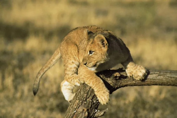 Lwie Młode Trzymające Gałąź — Zdjęcie stockowe