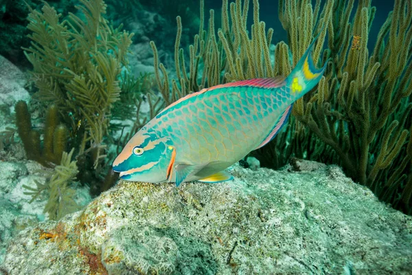 Папуга Плаває Підводному Рифі — стокове фото